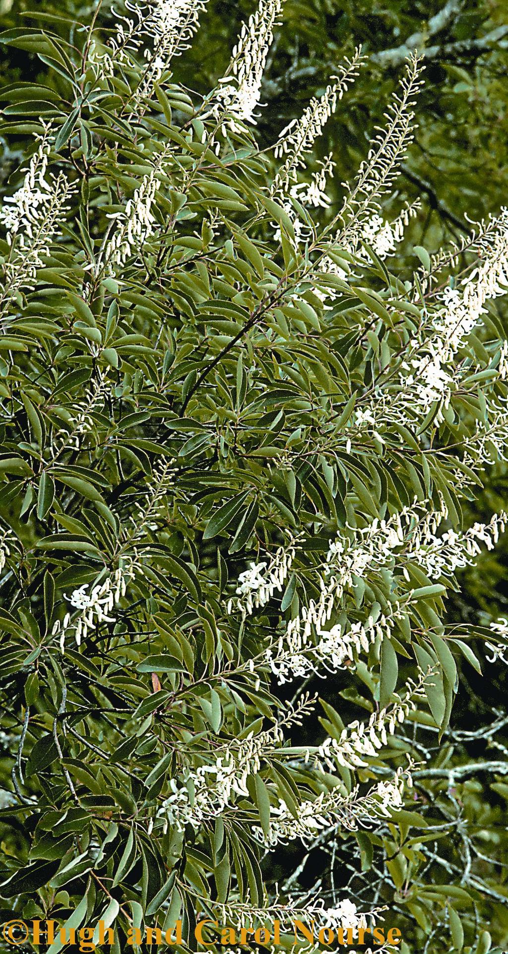 Common Name: GEORGIA PLUME Scientific Name: Elliottia racemosa Muhlenberg ex Elliott Other