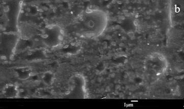 SEM observation Figure 8 shows that the pore size of the membrane prepared from a mixture of sodium lignosulfonate and PVA decreased and the density of the membrane increased when treated with
