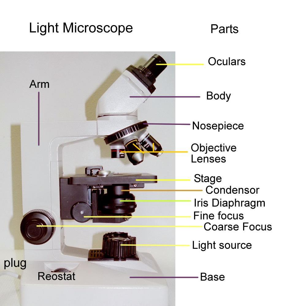 EXPERIMENT #1: MICROSCOPY Brightfield Compound Light Microscope The light microscope is an important tool in the study of microorganisms.