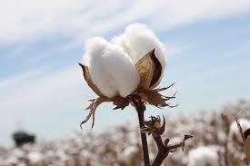 South Economy The south was known as Cotton Kingdom and cotton was referred to as White Gold.