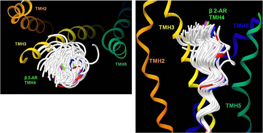ligand binding pocket (TMH3-5-6) (Kane et al., 2006), and prevented both morphine and naloxone from being able to be docked in this region.