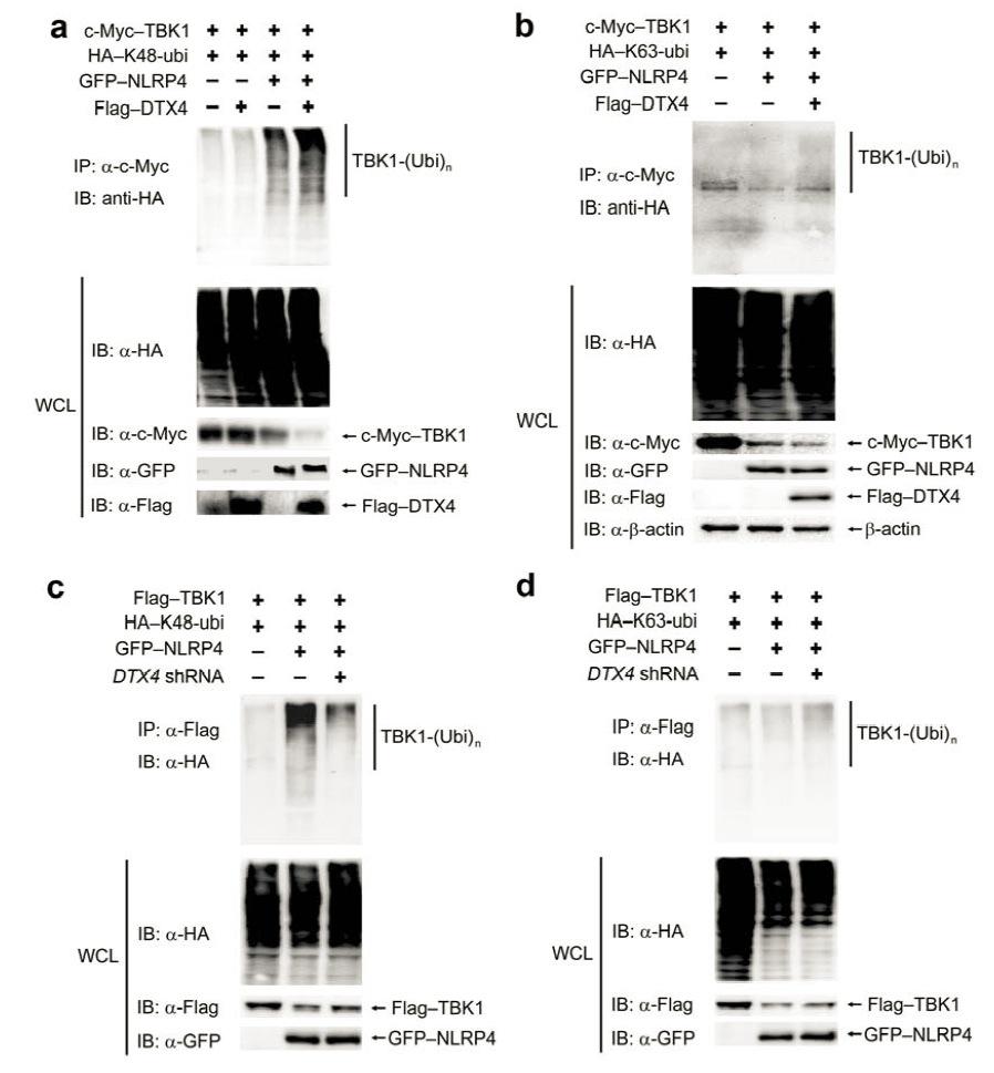Supplementary Figure 10. NLRP4 mediates K48-linked ubiquitination of TBK1 in a DTX4-dependent manner.