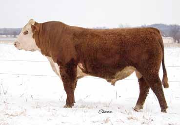 Plus, he has the bells and whistles - short marked and fully pigmented. We used this bull in our program and will have a good set of calves by him this spring.