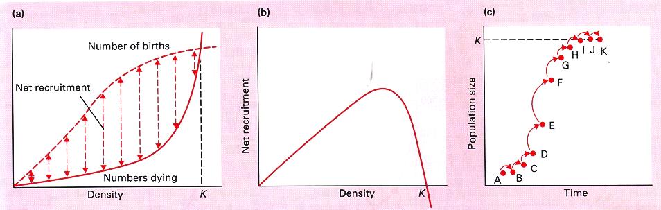 Figure 5.8: Density-dependent effects on births and deaths and n-shaped recruitment.