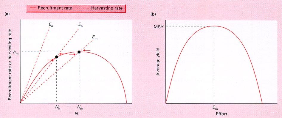 5. Fixed-effort harvesting (Fig. 15.9): Safer than fixed-quota harvest.
