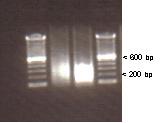 PAGE 23 Transcription ChIP Kit Results: Transcription Factor ChIP Figure 1 (Sheared chromatin analysis): Analysis on an agarose gel of the sheared chromatin obtained with the BioruptorTM and the