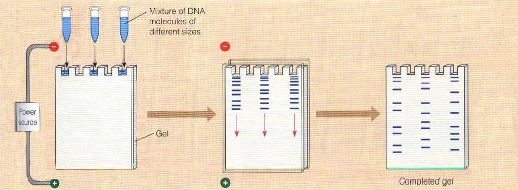 DNA has a negative charge.