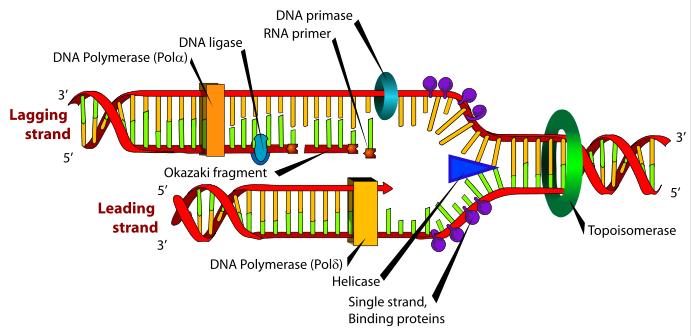 DNA replication Diagram (From