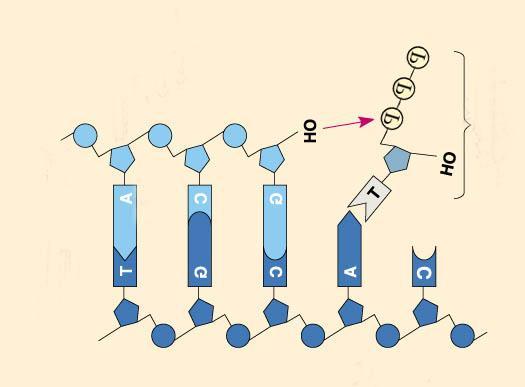 DNA Polymerase requires the primer