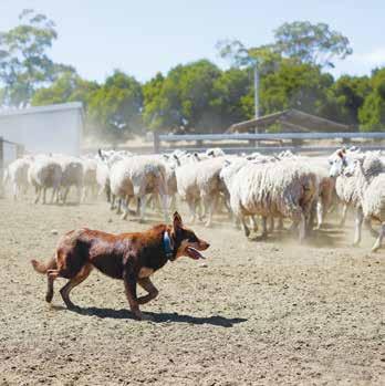 Ensuring meat safety through the national livestock identification system ALL ABOUT AUSTRALIAN LAMB Australia s Lamb Breeding Australian lamb has the all-natural advantage.