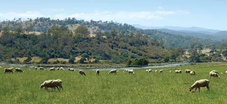 On Target for a Sustainable Australian Lamb Industry Australian sheep producers are proactively meeting the sustainability challenge by developing the Target 100 initiative to advance sustainable