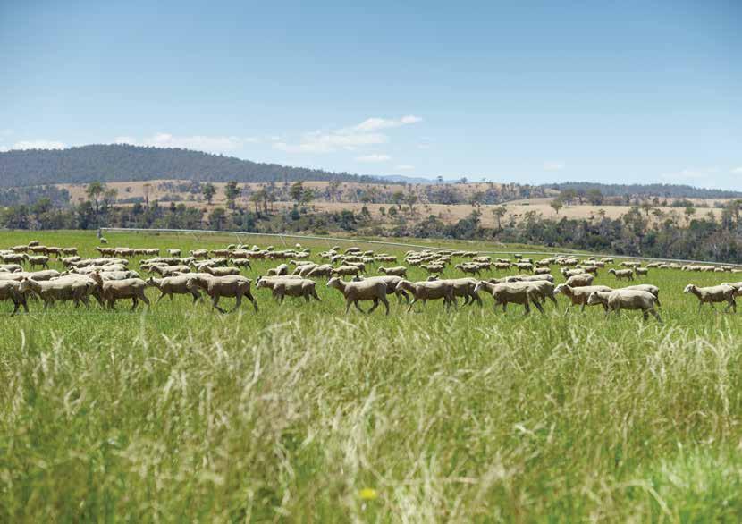 Animal Health and Welfare The Australian sheep industry is committed to the highest level of animal welfare and the humane treatment of livestock.