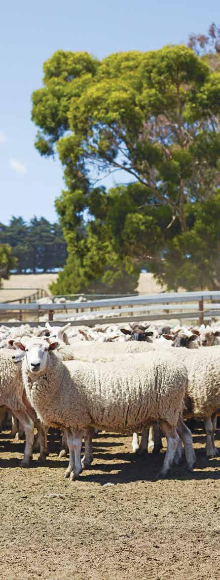 PRODUCT INTEGRITY AND TRACEABILITY SYSTEMS The National Livestock Identification System (NLIS) is Australia s system for the identification and tracing of sheep for biosecurity, food safety, product
