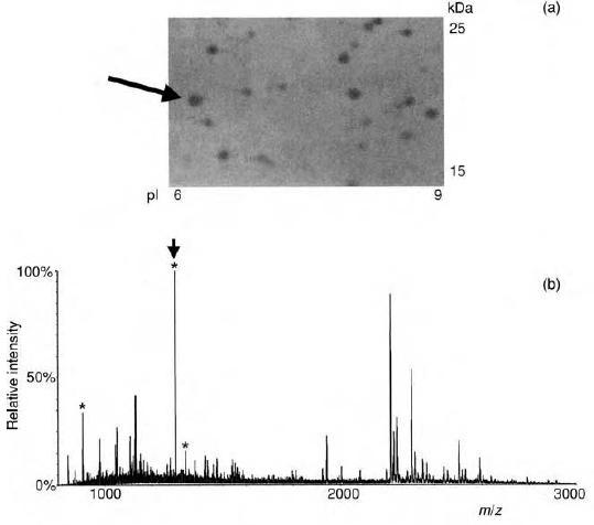 Protein Identification 2-Dimensional Gel Electrophoresis (2DE)