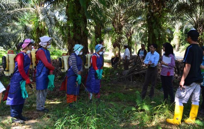 sustainability specifically for oil palm, which