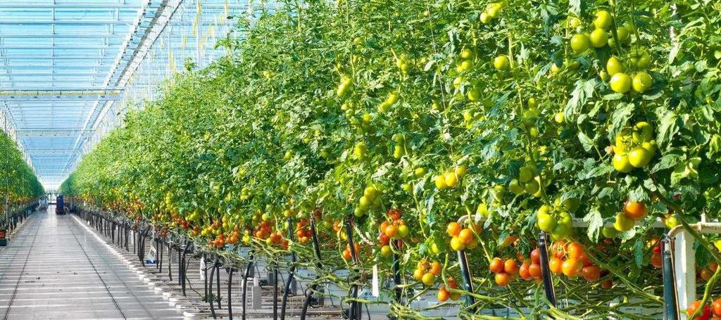 Within this project the company is going to perform a business activity according to the following scheme: Cultivation of vegetables, fruit, salad greens, marrow and melon cultures Services in