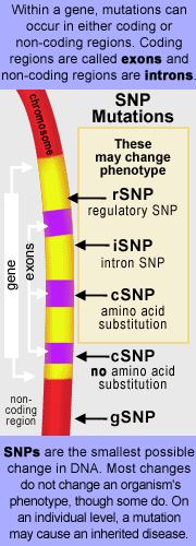 Single Nucleotide Polymorphisms (SNP) GGCTTCAGAATGGCC GGCTTCAAAATGGCC Single base changes Human