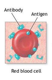 Antigen (Ag) : Is a substance that when introduced into the body causes the production of antibodies.