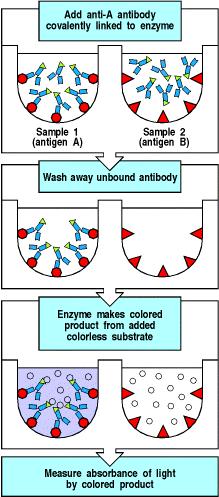 Enzyme labelled antiantibodies] 2) Competitive binding