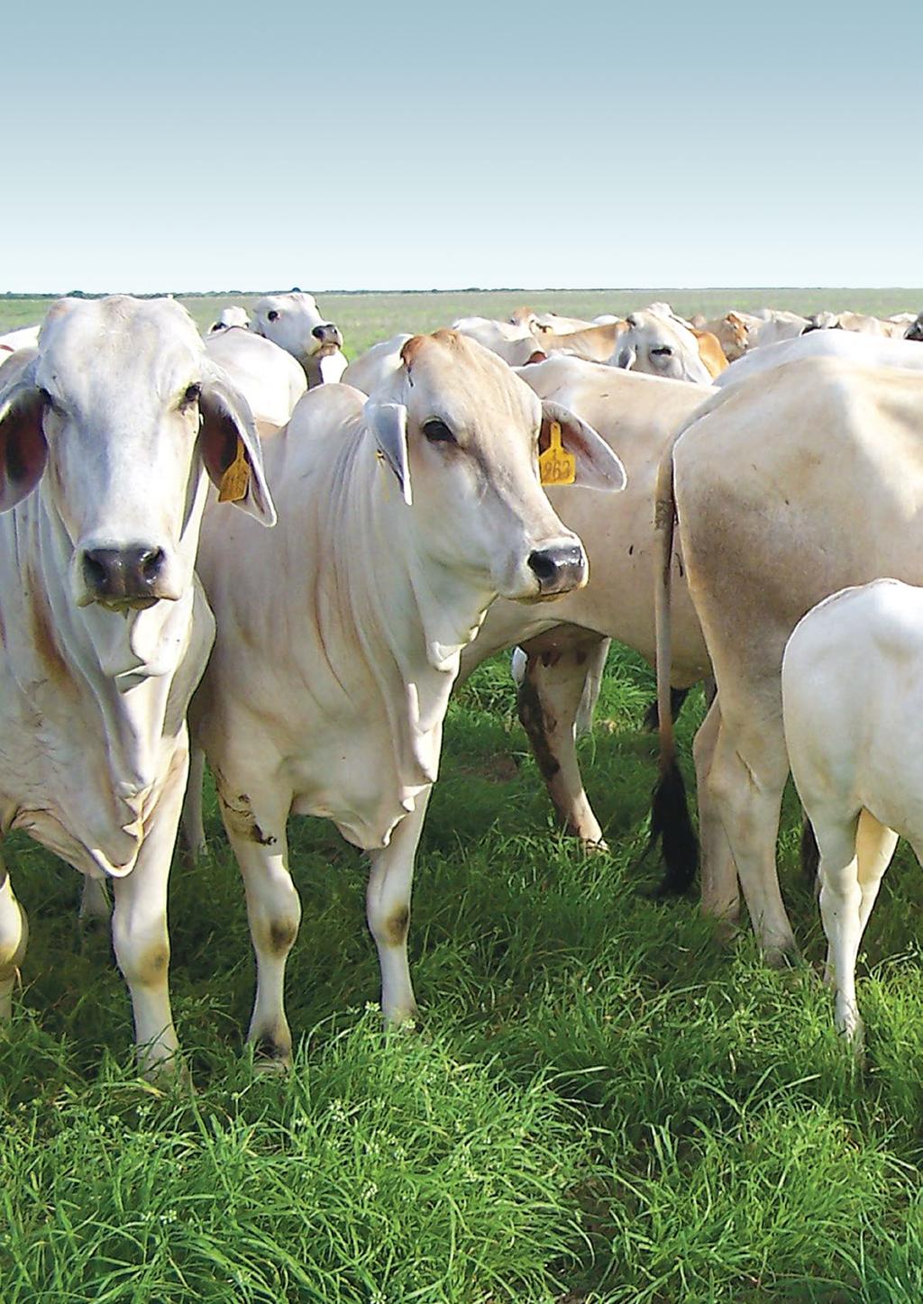ANIMAL HEALTH PROGRAMS The Australian beef herd has an enviable health status.