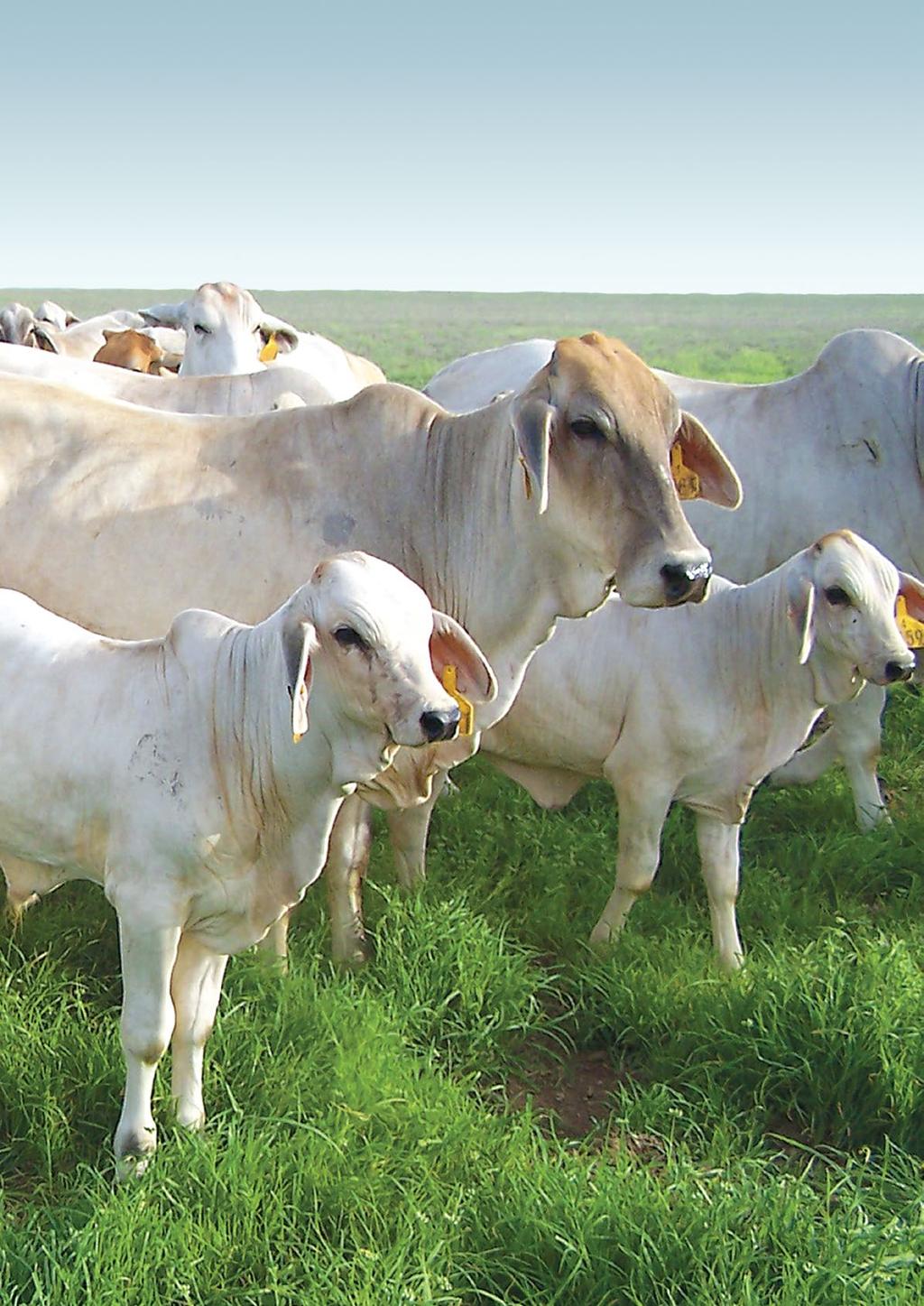 NATIONAL FEEDLOT ACCREDITATION SCHEME A feedlot is an intensive production system where the cattle are fed a prepared feed ration for a specific length of time depending on the final customer