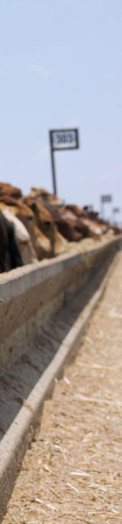 ON FARMS AND AT FEEDLOTS The Australian beef industry has a number of programs in place from the beginning of the supply chain to protect product integrity and ensure traceability and food safety.