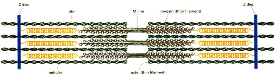 A Muscle Fiber Myosin