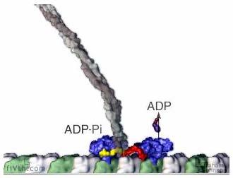 Molecular Motor Walker = Myosin, Kinesin Rail = Actin, Tubulin