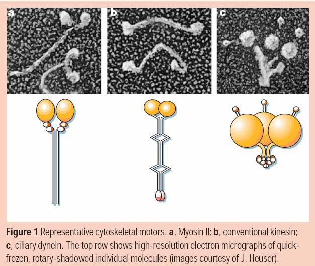 Motor Parts Myosin and other walking molecules. They are powered by ATP (adenosine triphosphate), the fuel of biochemistry.