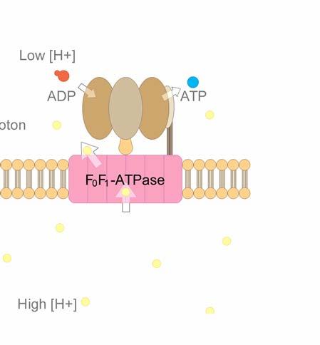 Schematic of a Rotary Motor A depiction of F 0 F 1 -ATP Synthase.