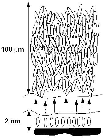 Liquid Crystals as Amplifiers / Biosensors One interface layer aligns 100μm of liquid crystal, i.e. 50 000 molecular layers : Amplification by 10 4-10 5 Gupta et al.