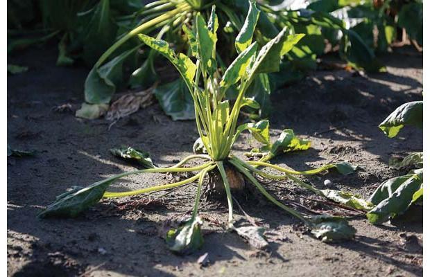 The fodder beet revolution There are a number of myths and misconceptions about feeding fodder beet.