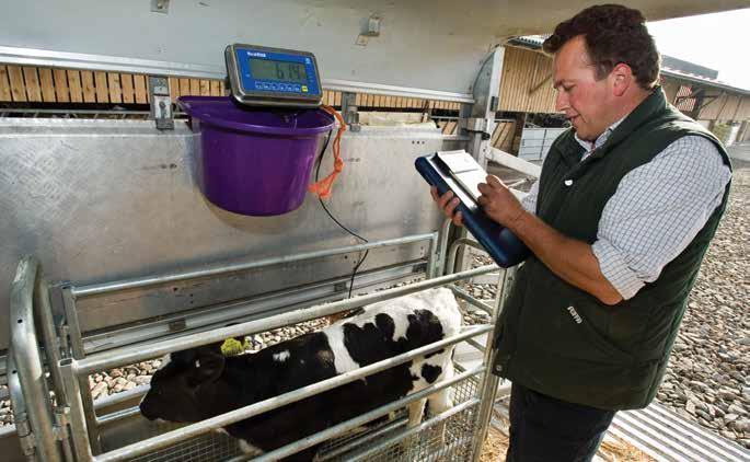 Image Blade Farming Calf collection trailer includes weights and measures approved scales to give dairy farmers instant feedback on calf quality A weekly calf collection centre operates at Honiton in