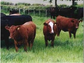 soundness, fertility and calving ease