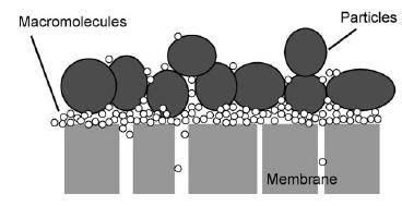 Figure 3 Composite cake structure (Le-Clech et al., 2006) Figure 4 Fouling formation in membrane surface (Le-Clech et al.