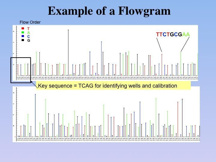 454 Nucleotides are not "terminated," so homopolymer runs add bases all at