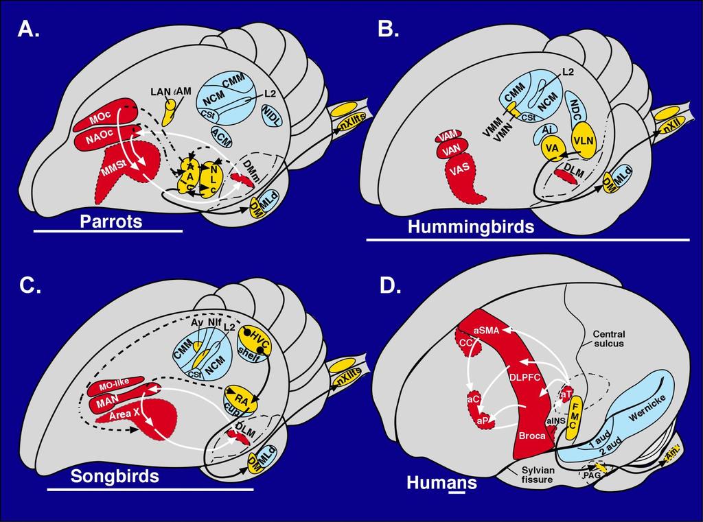 Vocal learning brain pathways in birds & humans Jarvis et al