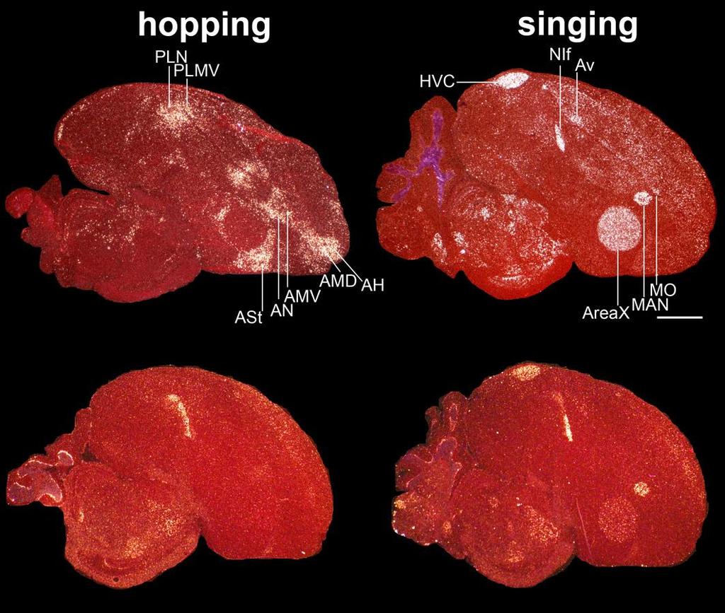 Dusp1 gene shows specialized regulation in song