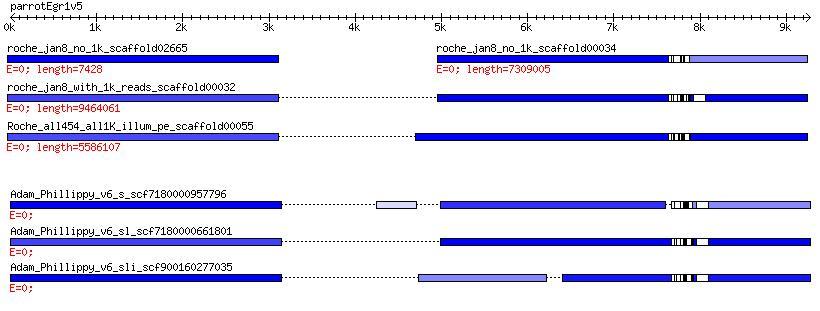 GC rich promoter and exon Egr1 gene assembly