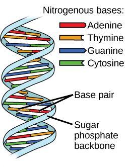 with thymine (A-T) and cytosine always pairs with guanine (C-G) which means there are always equal amounts of adenine and thymine in a DNA molecule and equal amounts of cytosine and guanine Two