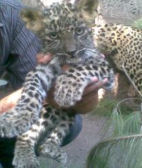 1200 1230hrs 1230 0100hrs Management of Human leopard conflict Preventive measure Insurance scheme Community level NGOs Success and importance of environmental education for the conservation of the