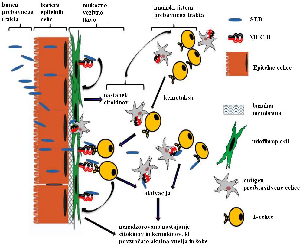 Benedik E. Vpliv katehinov na delovanje enterotoksinov. 6 Slika 2: Model odziva organizma na SEB v tankem črevesu prebavnega trakta (Pinchuk in sod., 2010) 2.2.2 Klinični znaki zastrupitve Po zaužitju zastrupljene oz.