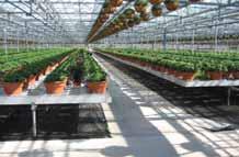 Bio-control in Action Pepper plants to establish and support