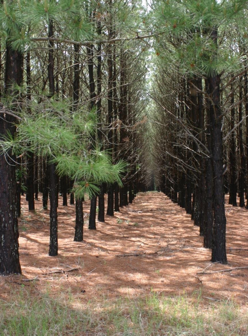 Commercial Pine Thins and Harvests GOAL: To systematically remove inferior stems within the stand while increasing the quality and value of the residual stand.