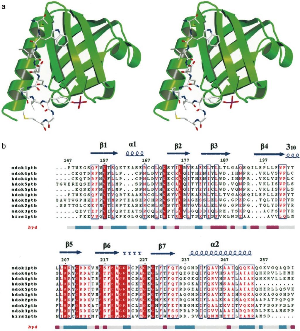 Structural Basis for the Recognition of RET by Dok1 4965 FIG. 2. Overall structure of dok1 PTB domain.