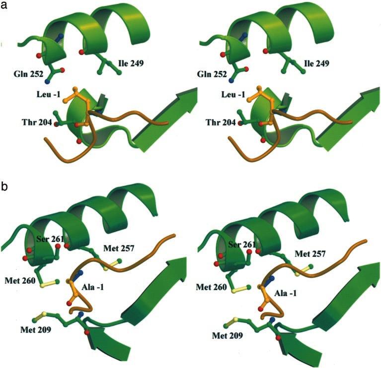 Structural Basis for the Recognition of RET by Dok1 4967 FIG. 5.Stereo view of the interactions between residues at py-1 of the phosphopeptide, shown in brown, and Dok1 (a) or IRS1 (b) PTB domain.