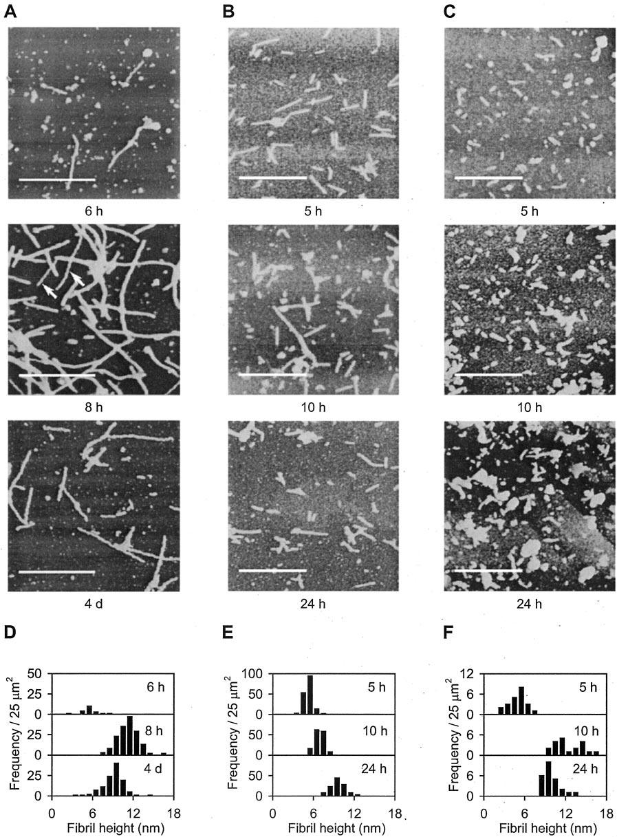 3366 Amyloid Nucleation and Hierarchical Assembly of Ure2 Fibrils FIG. 5.Morphology and height distribution of amyloid-like structures monitored by AFM for WT and mutant Ure2.