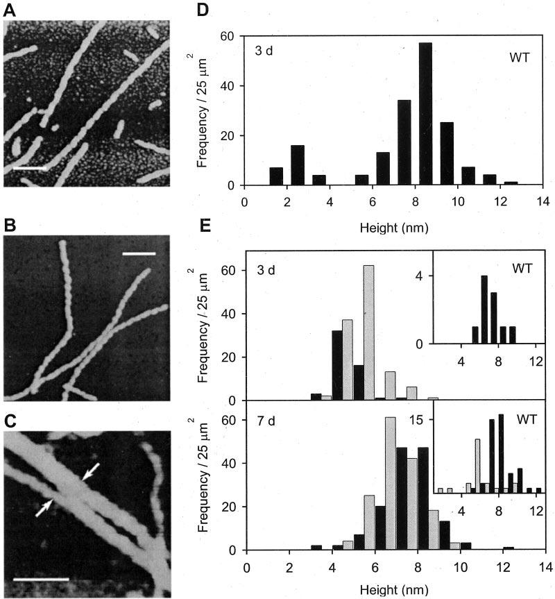 Amyloid Nucleation and Hierarchical Assembly of Ure2 Fibrils 3367 FIG. 6.Observation of protofilaments and fibrils of WT Ure2 and 15 42Ure2. Incubation was at 4 C in Tris-HCl buffer, 0.2 M NaCl, ph 8.