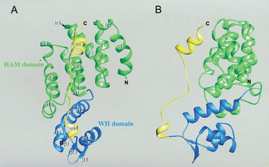 Crystal Structure of Human eif3k, the First Structure of eif3 Subunits 34985 FIG. 1. The overall structure of human eif3k.