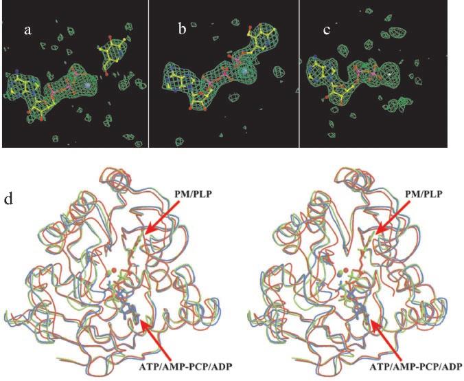 Conformation Change of Pyridoxal Kinase 17461 FIG. 1. Structures of pyridoxal kinase in complexes with substrates or products.